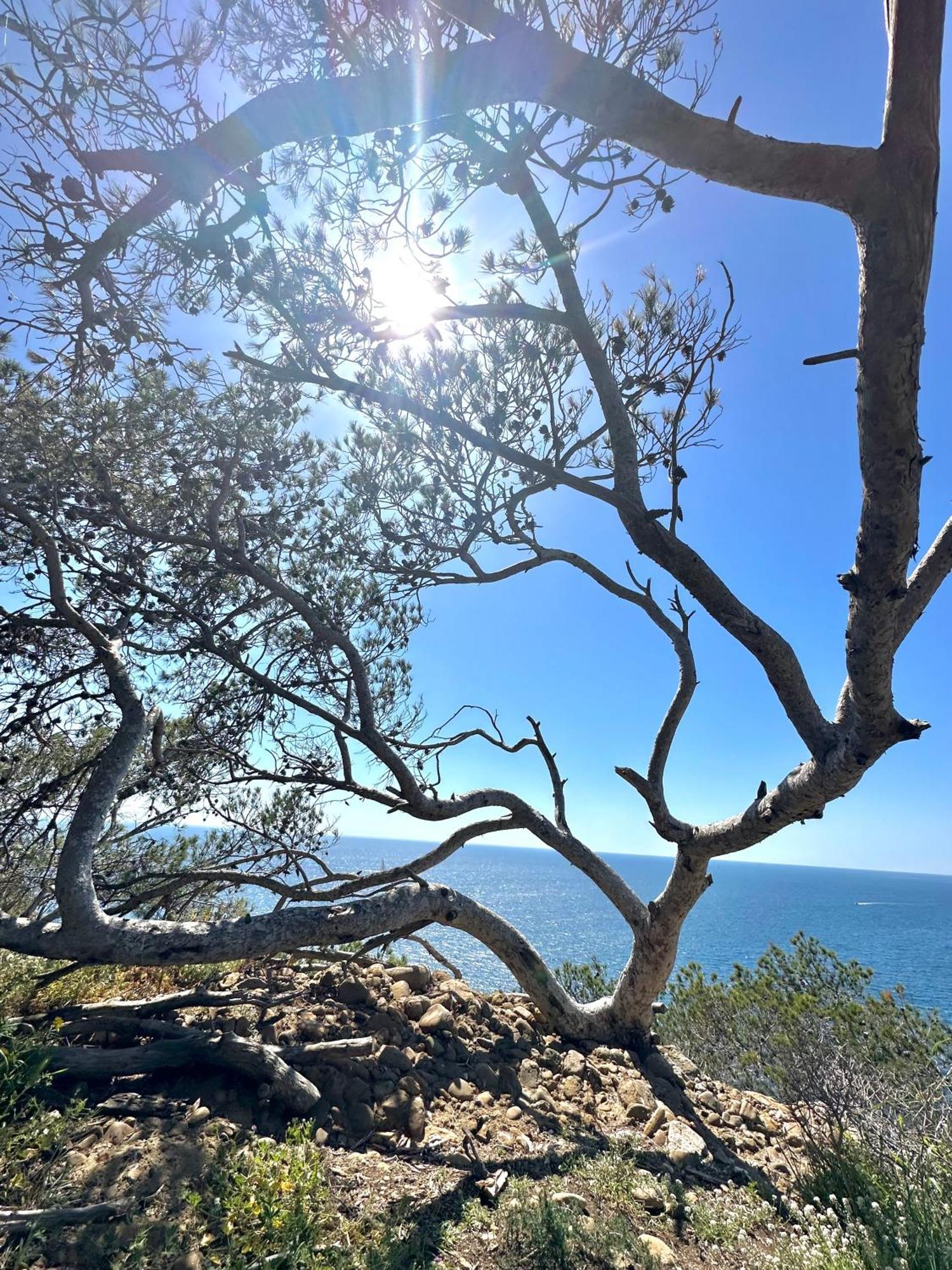L'Alceste La Ciotat Esterno foto